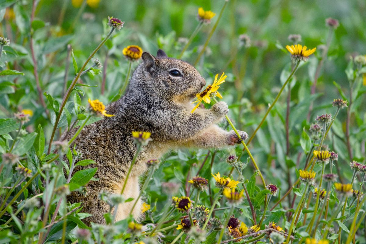 CA ground squirrel by Dante Vasco
