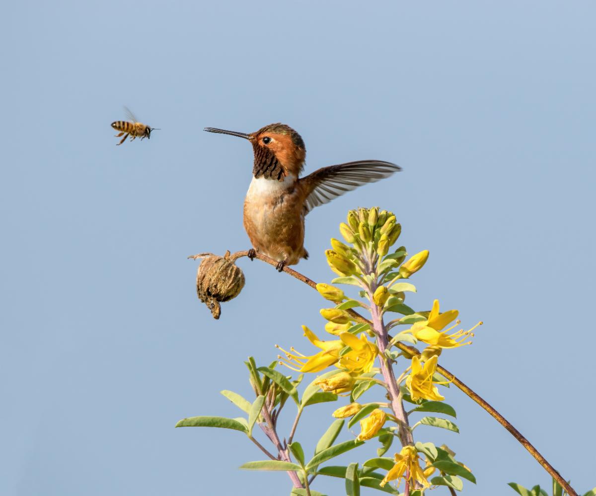 Allen's Hummingbird by Les Coombes