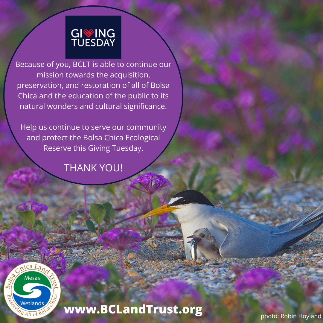 Giving Tuesday appeal