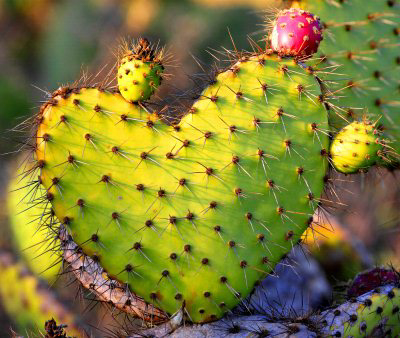 Prickly Pear- Jane Lazarz