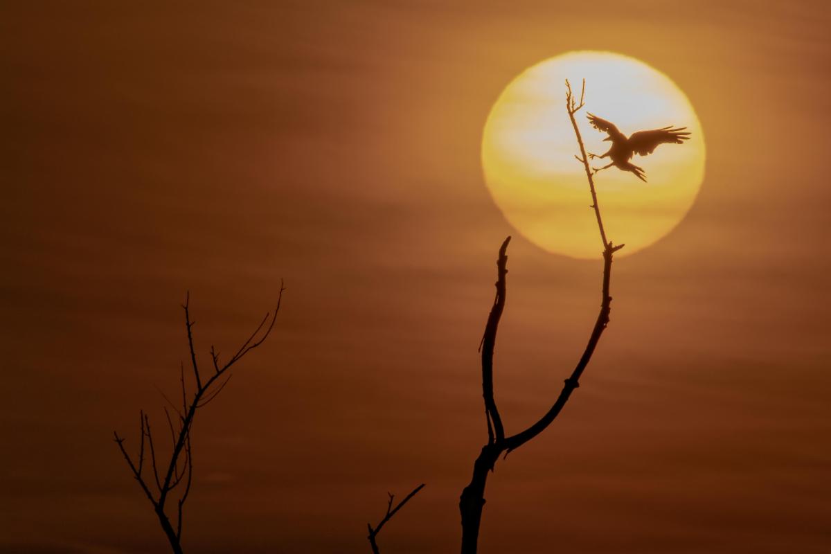 crow outline by David Carro