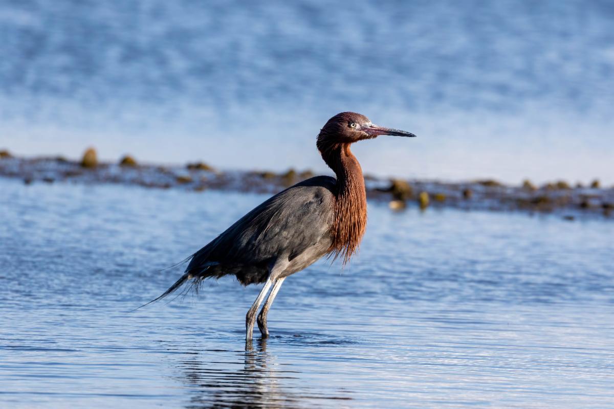 Reddish Egret by Brian Bradford