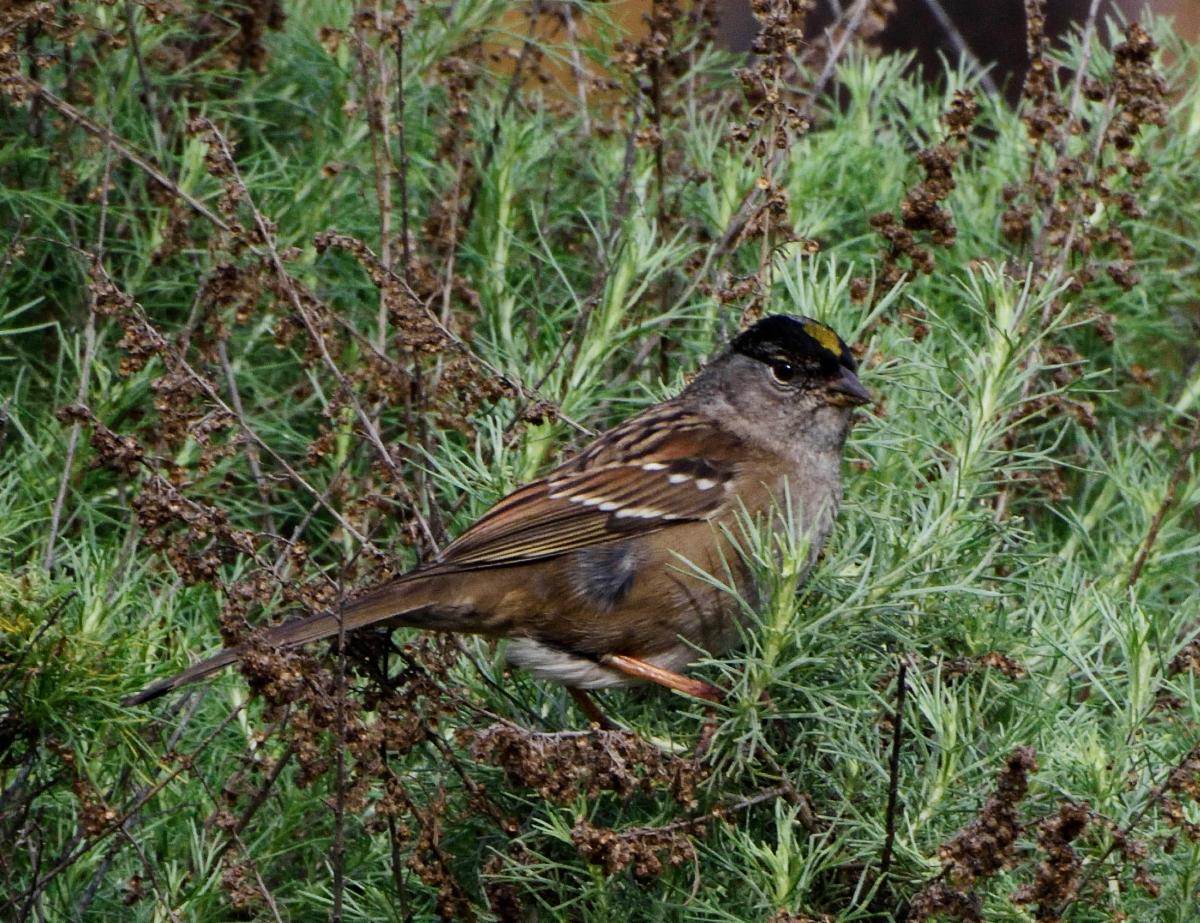 Golden-crowned Sparrow by Wayne Miller