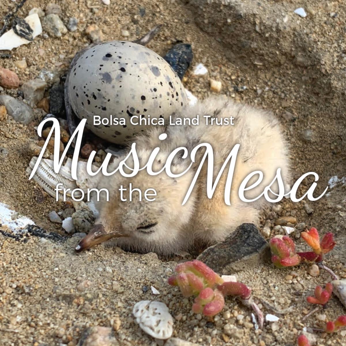 Summer 2023 Music from the Mesa newsletter