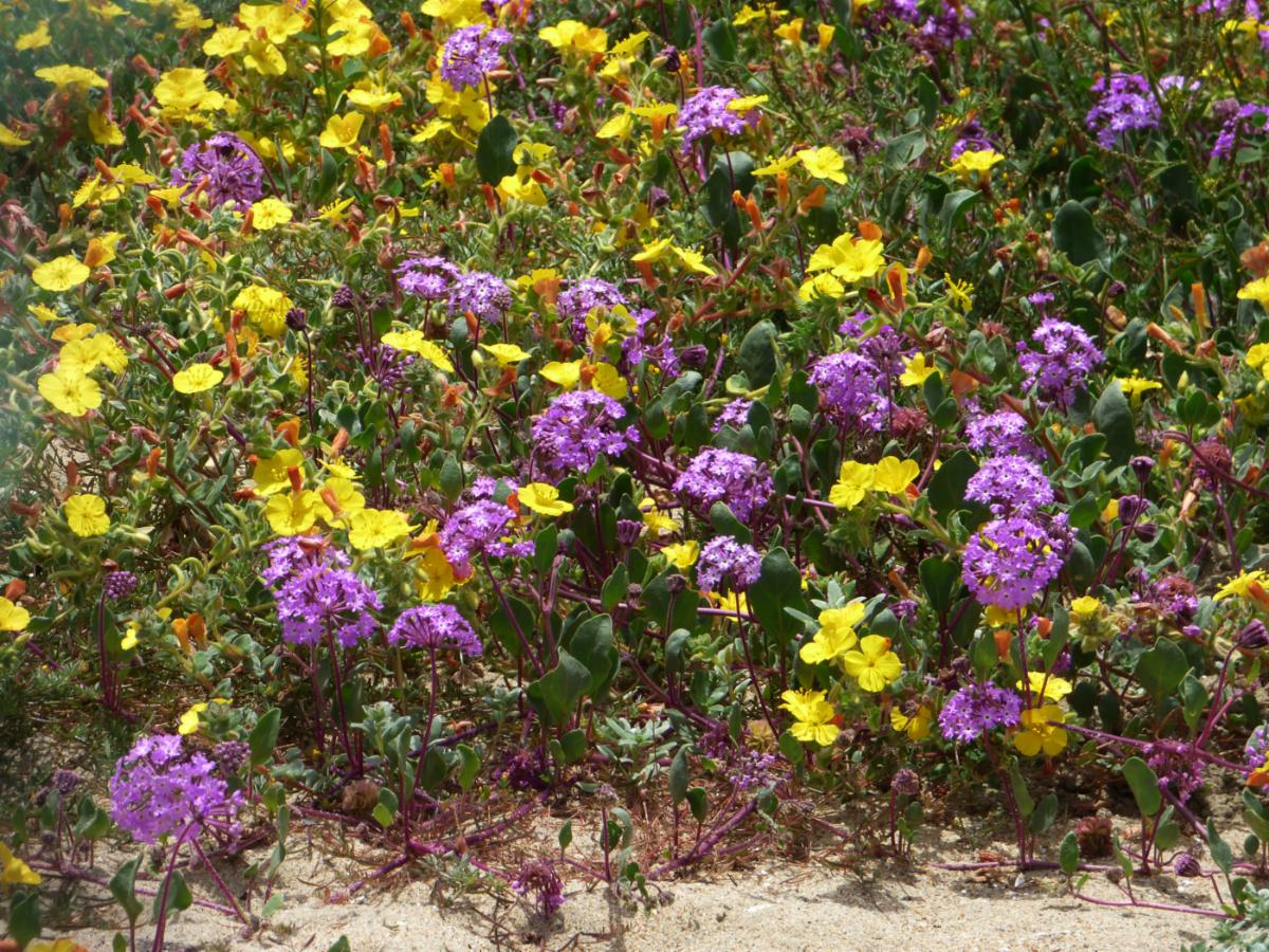 Liliac verbena and beach evening primrose by Debbie Pavich