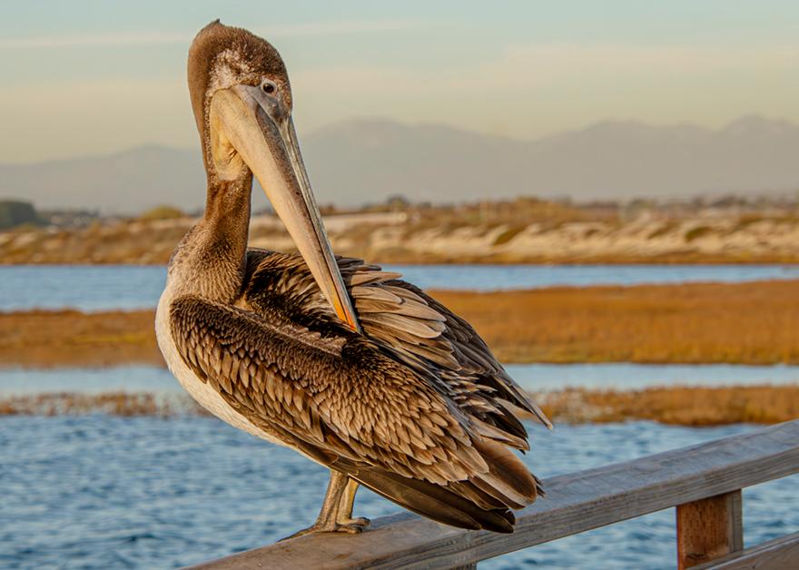 CA Brown Pelican by Donna Stogner