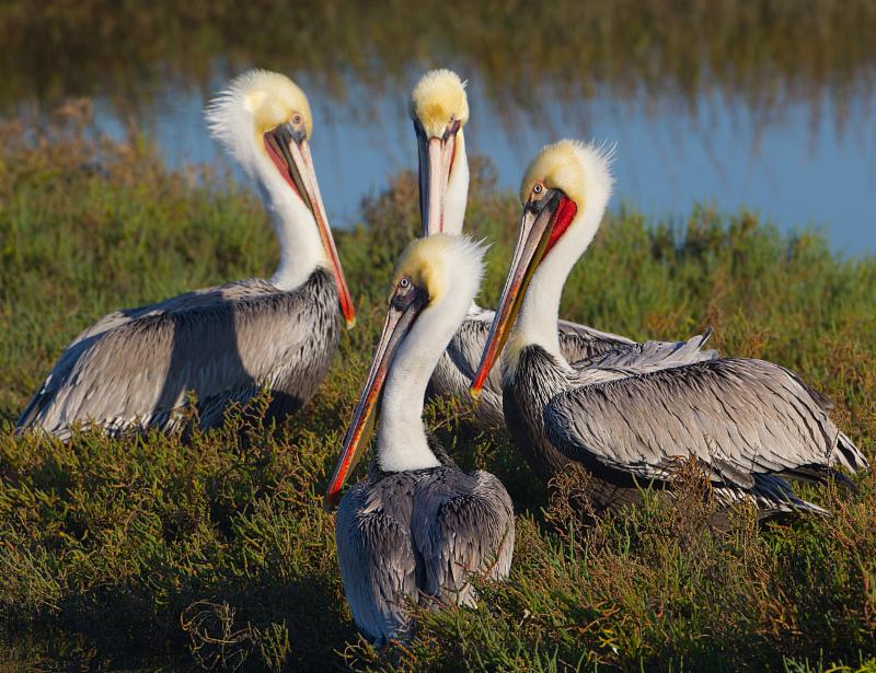 Ca Brown Pelicans by Robin Hoyland
