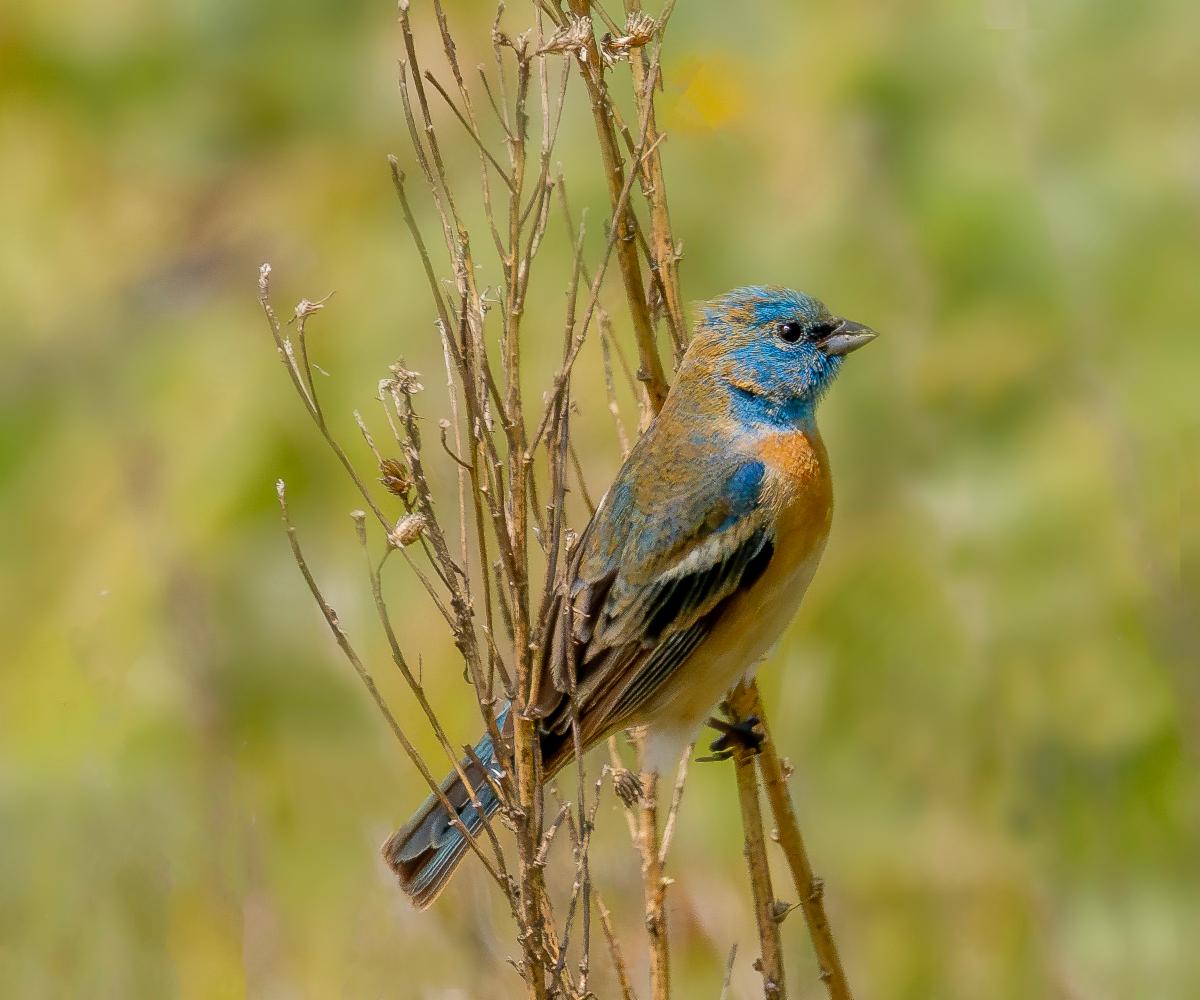 Lazuli Bunting by John Hannan