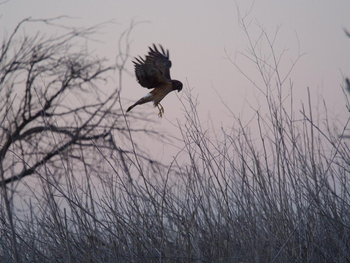 Northern Harrier hunting by Sean Cribbs