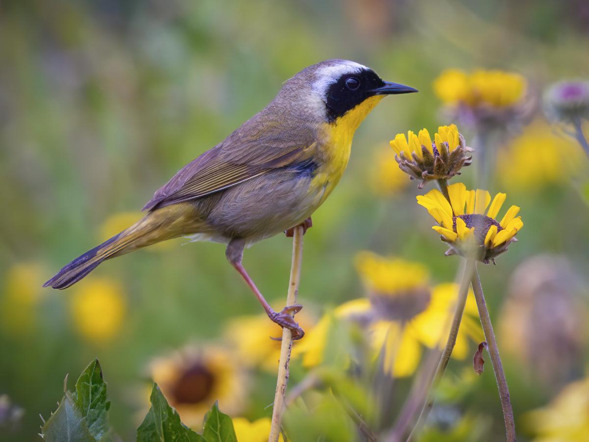 Common Yellowthroat by Brian Goebel