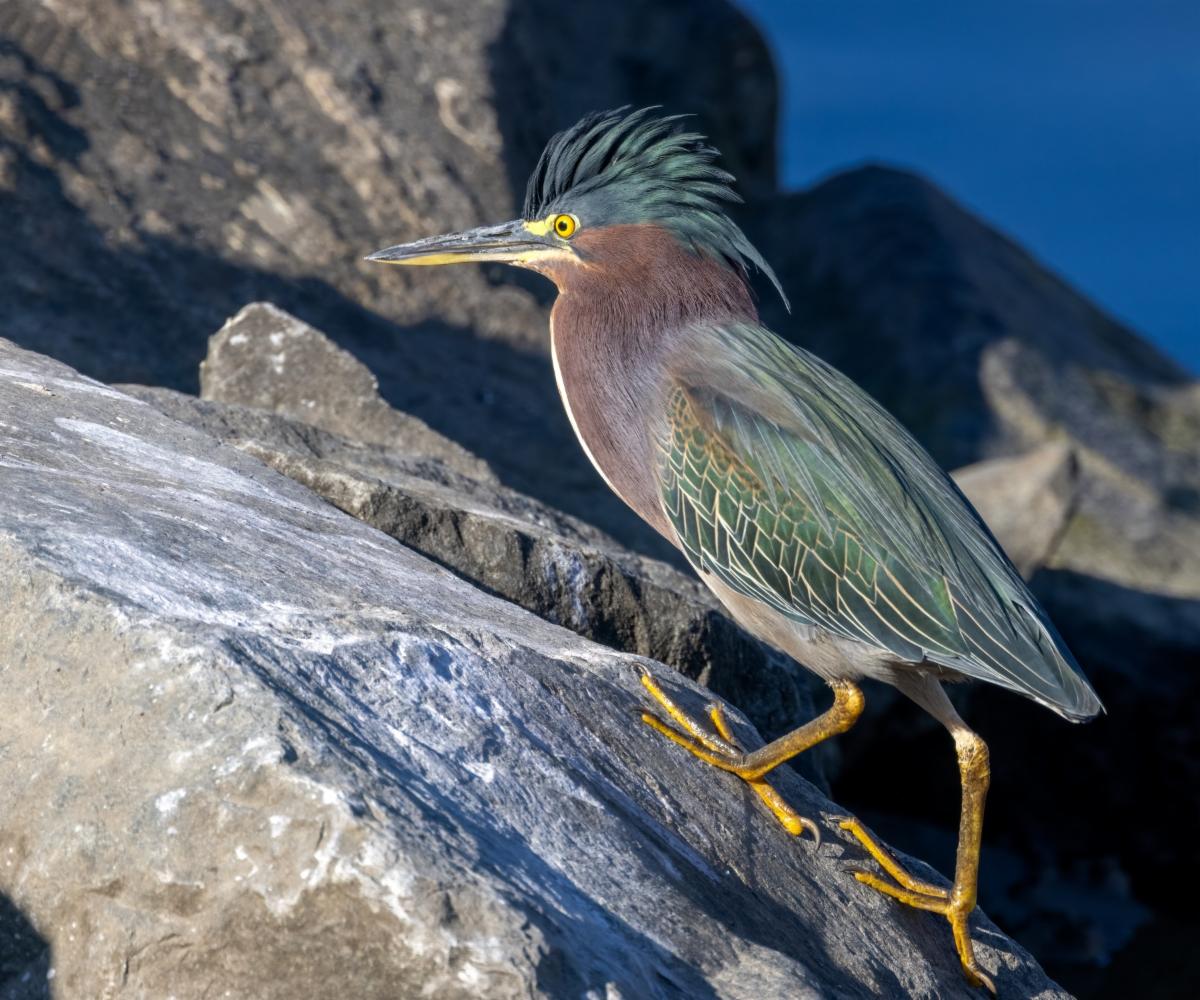 Green Heron by Jay Spring
