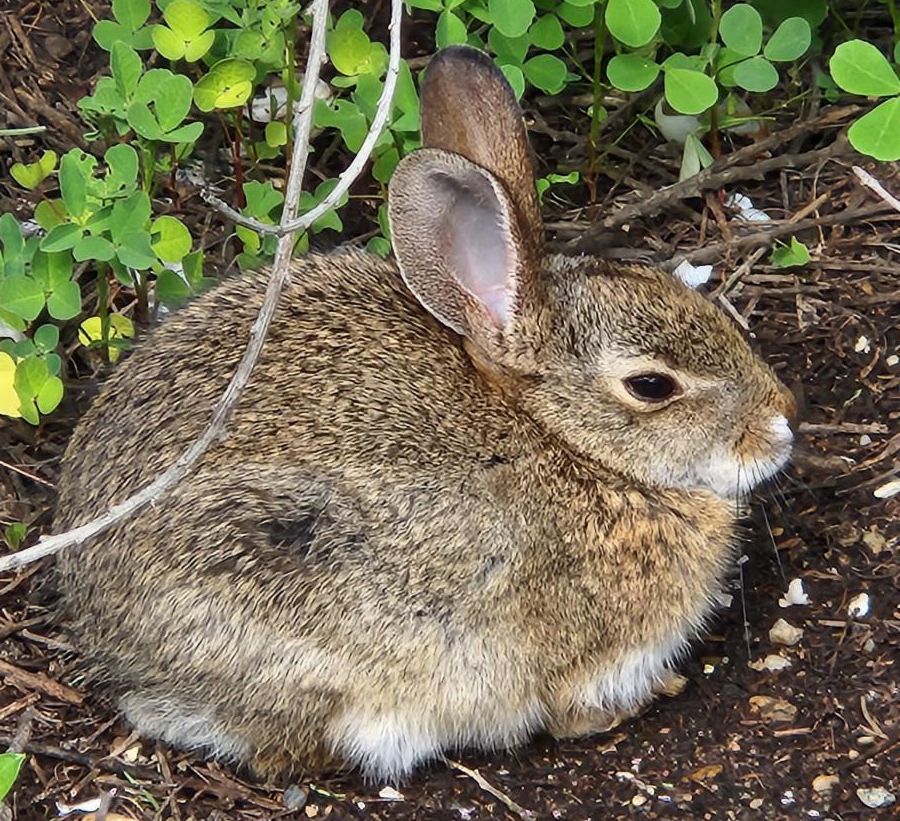 bunny by Jeff Rokos