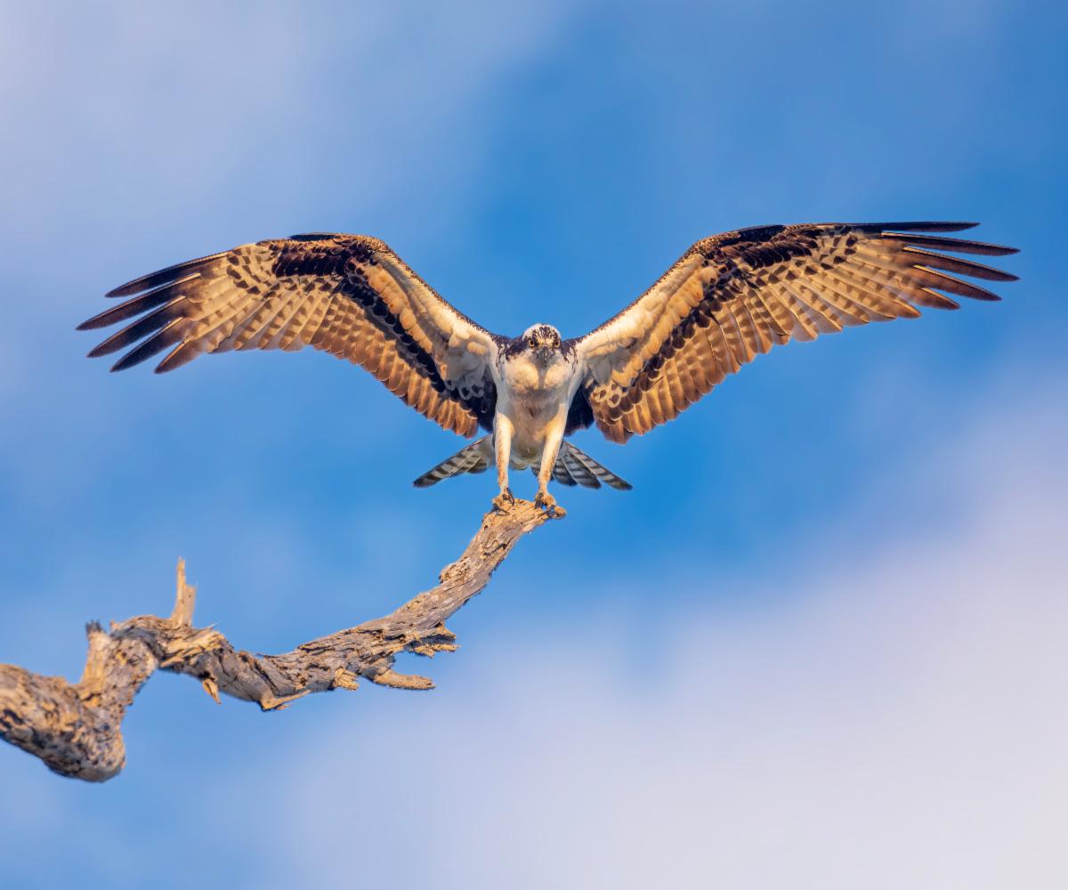 Osprey by Brian Goebel