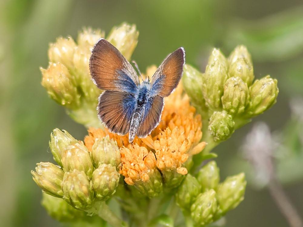Western Pygmy Blue butterfly by Jodi Newell