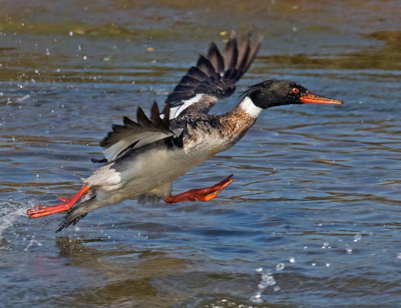 Red-breasted Merganser by Steve Eric Smith