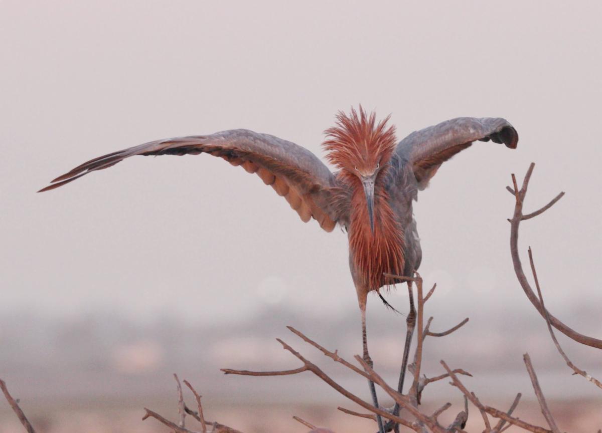 Reddish Egret by Shari Dalal