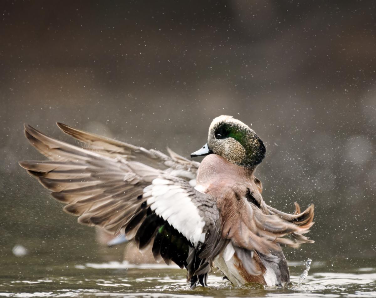 American Wigeon by Duy Nguyen
