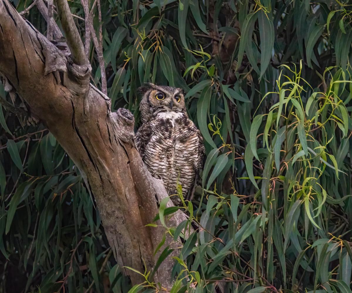 Great Horned Owl by Les Coombes