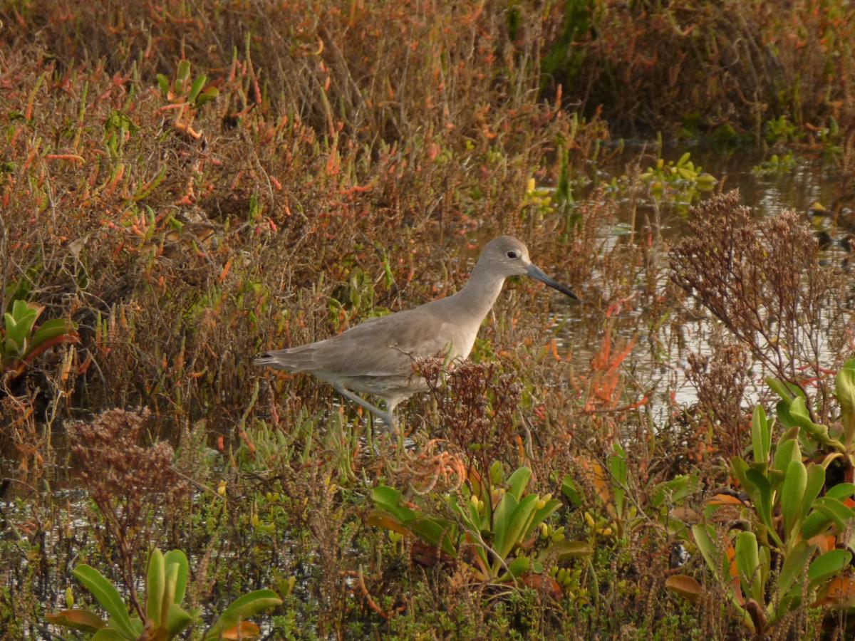 Willet by Tiffany Lu
