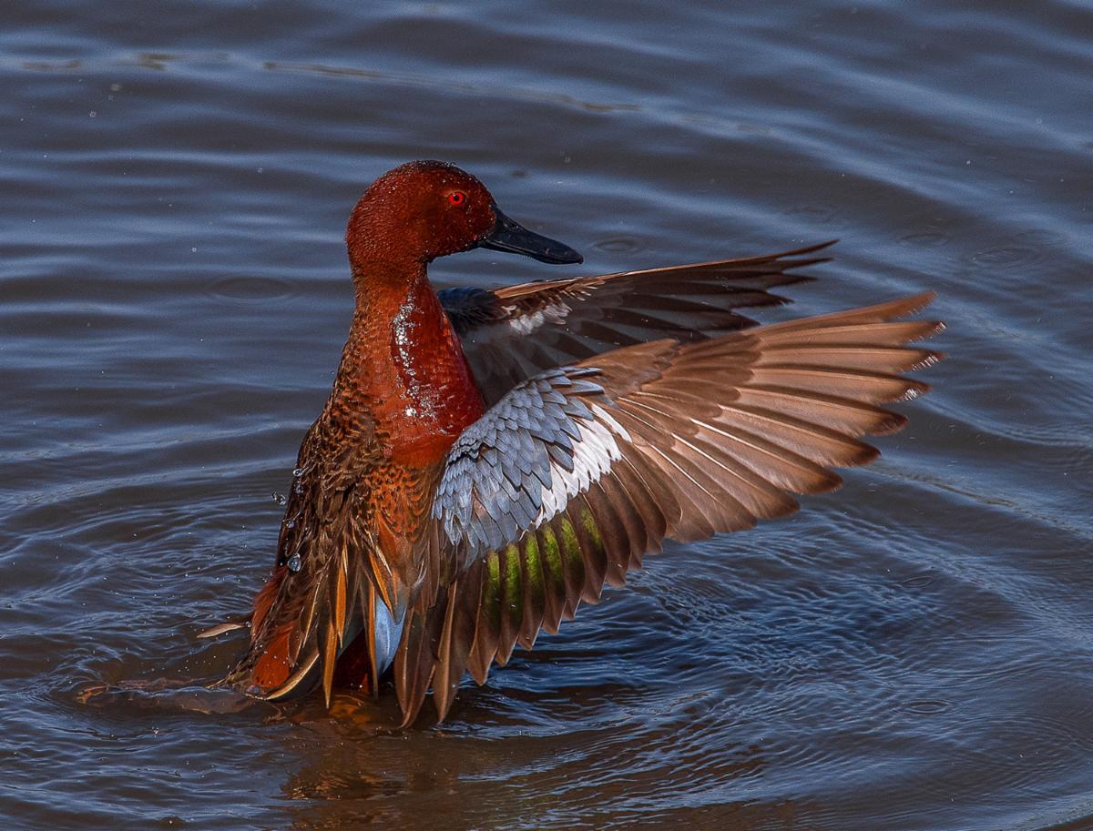 Cinnamon Teal duck by Mike Khansa