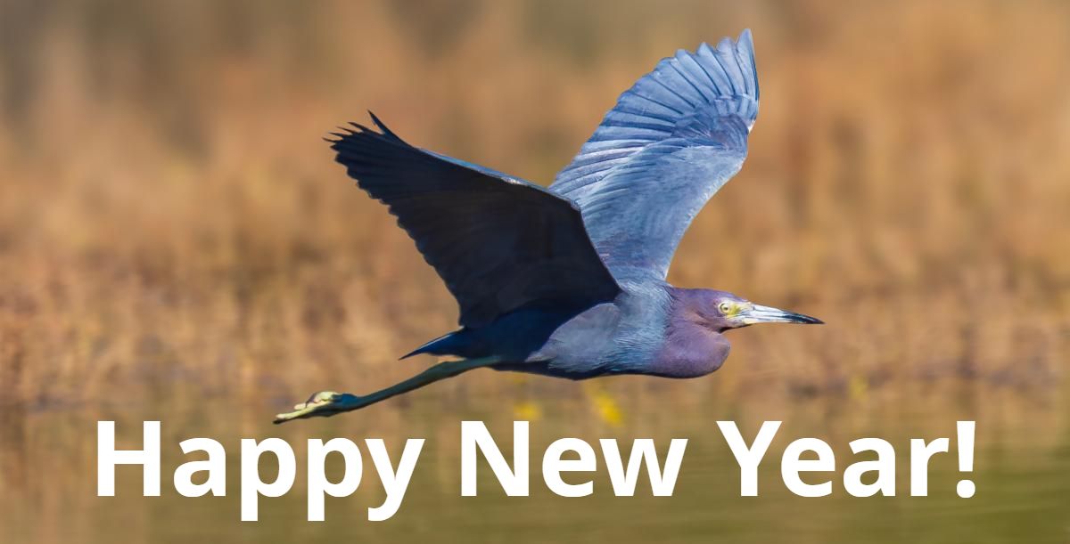 Little Blue Heron by John Hannan
