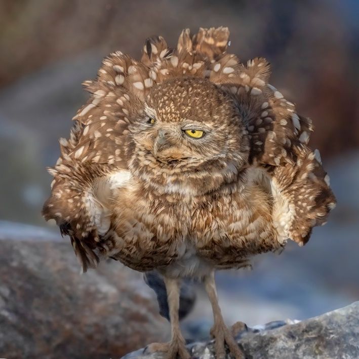 Burrowing Owl by Rachael Innes