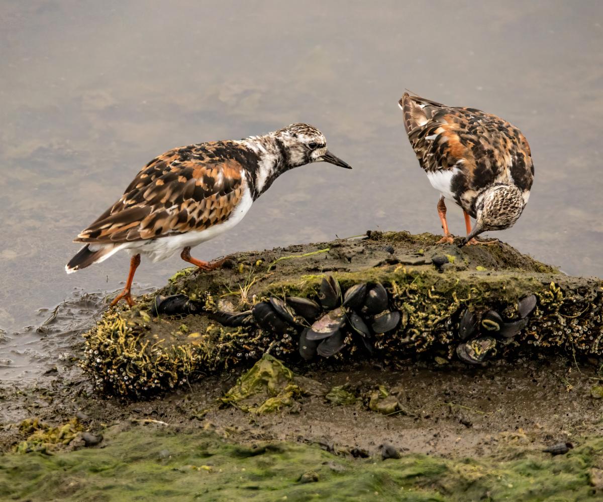 Ruddy Turnstones by Les Coombes