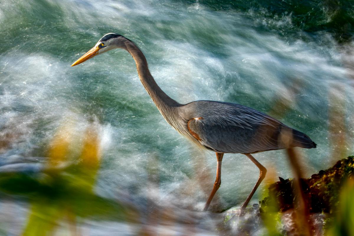 Great Blue Heron by David Carro