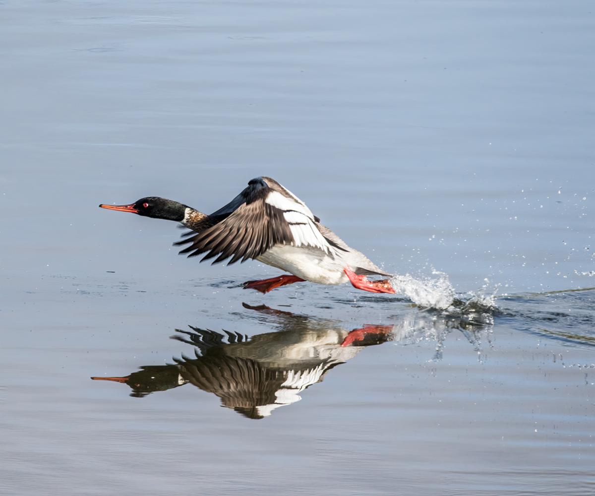 Red-breasted Merganser by Les Coombes