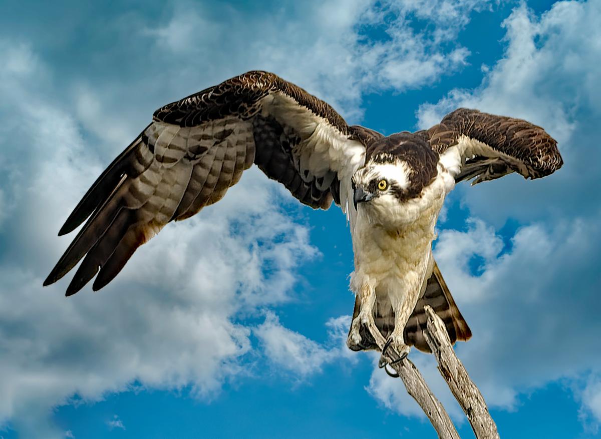 Osprey by Eileen Rizzacasa