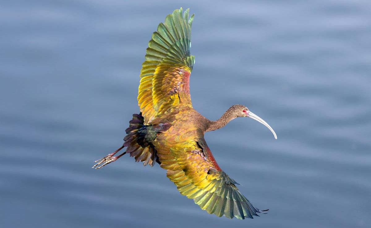 White-faced Ibis by John Hannan