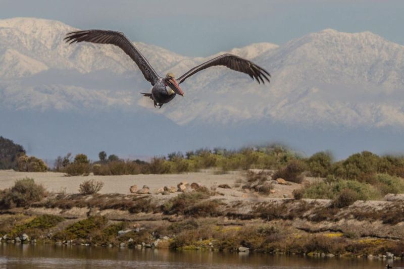 Pelican flying by Carol Calkins