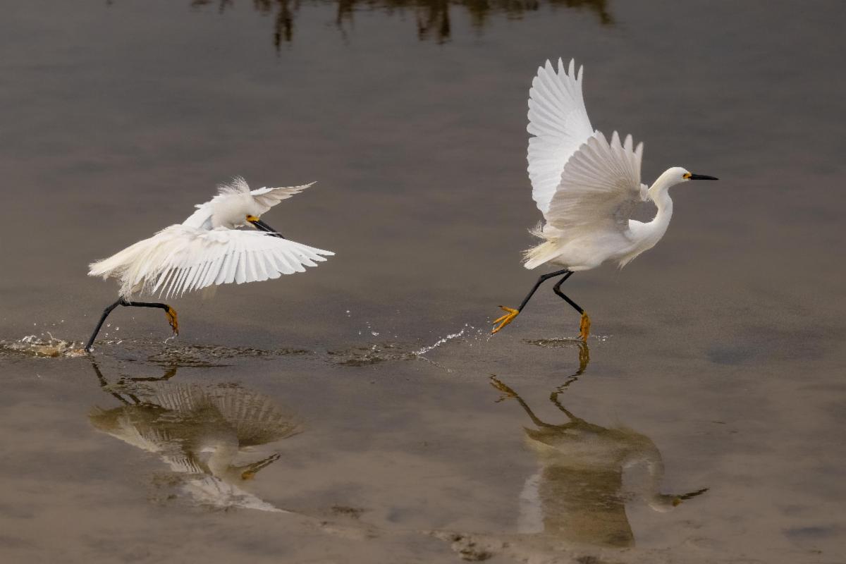 Snowy Egret by David Carro