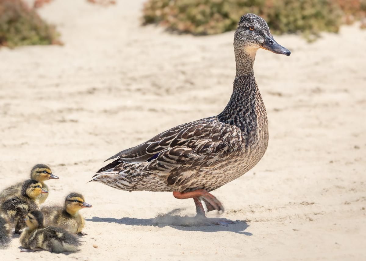 mallard with chicks by Alan Wendell