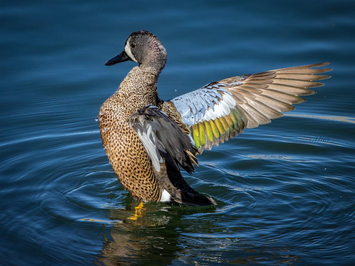 Blue-winged Teal- Brian Goebel