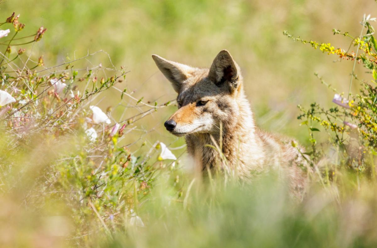 coyote with flowers by Mike Zampelli