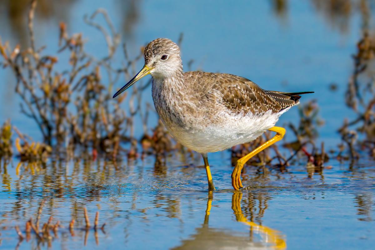 greater yellowlegs Brian Goebel.jpg