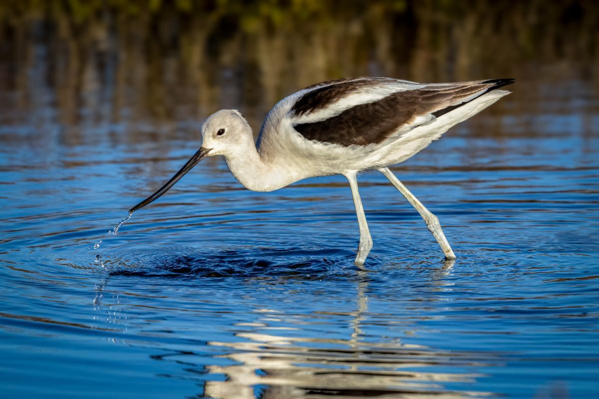 American Avocet by Brian Goebel