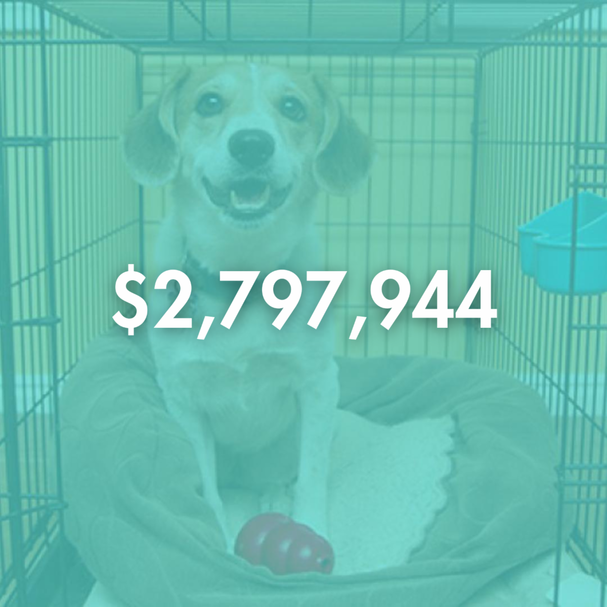 Feeding Pets of the Homeless Celebrates 14 Years 🐾