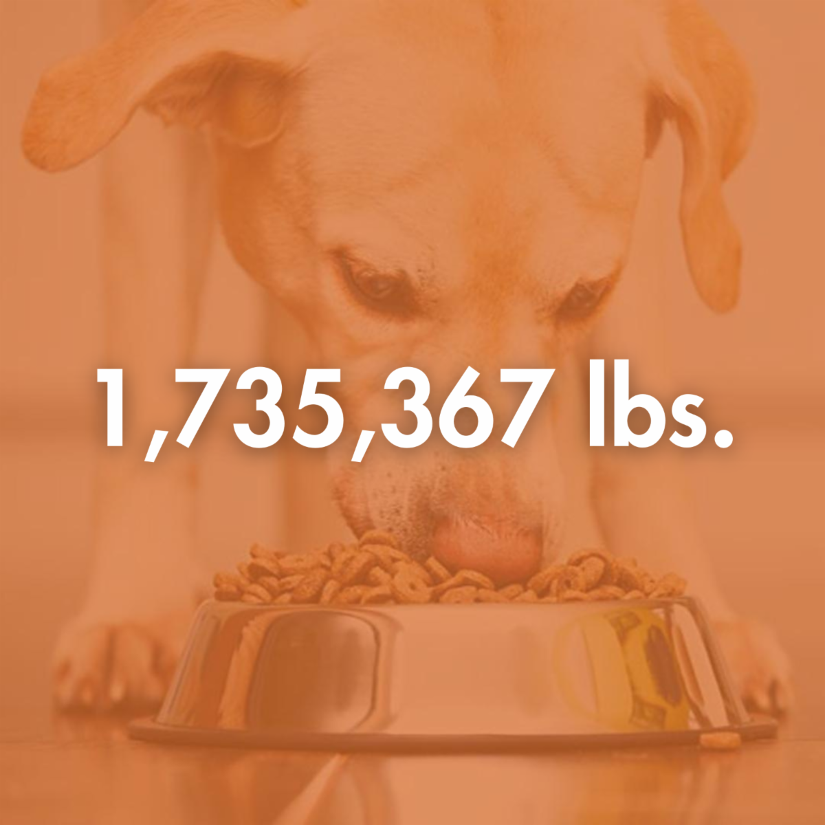 Feeding Pets of the Homeless Celebrates 14 Years 🐾