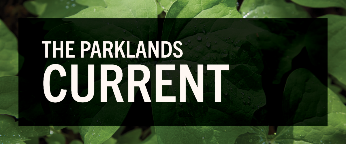 The Parklands Current