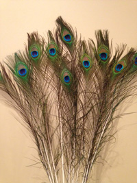 Peacock Feathers