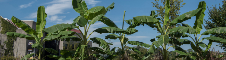 Image of tropical plants on NKU campus