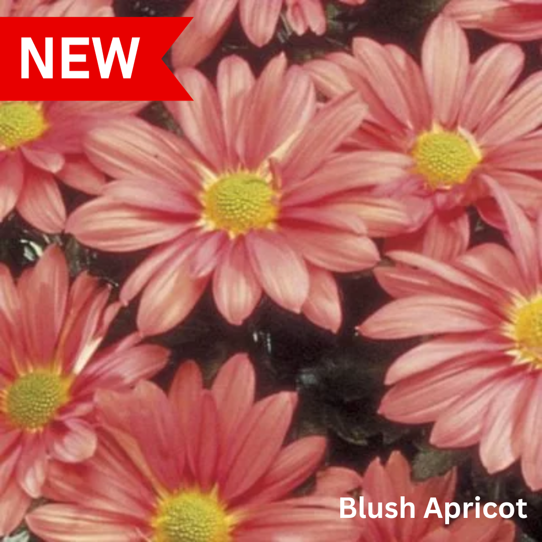 Cut Flower Mum Liners