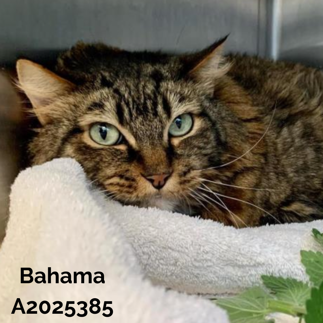 LA Animal Services and The Pet Care Foundation to Host Seniors and