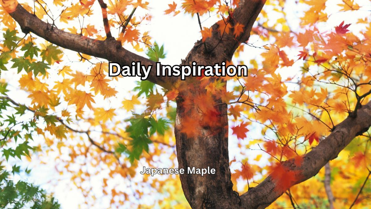 9-11-2025 Daily Inspiration.jpg