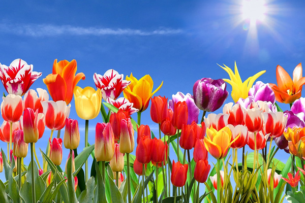 Spring flowers with sun in background