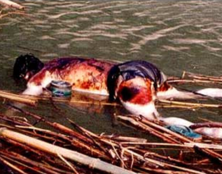 Court Security Officer Certification