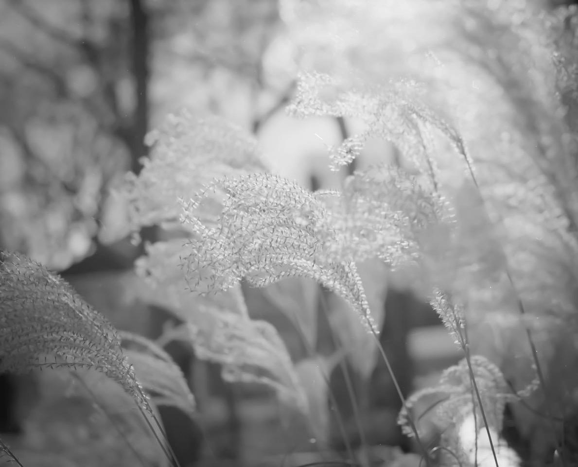 Home by Barney Taxel