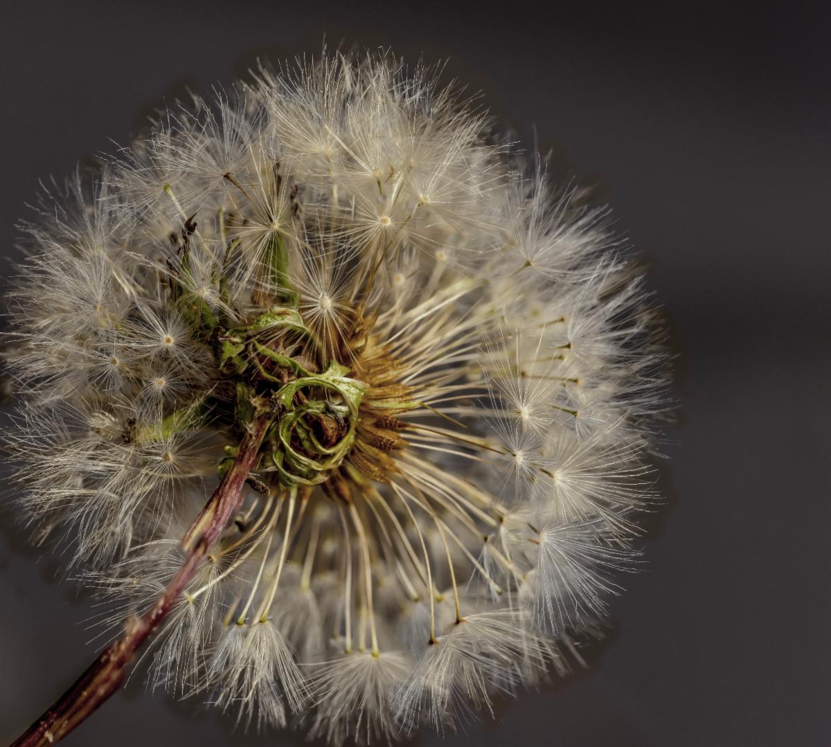Macro by Richard Evans